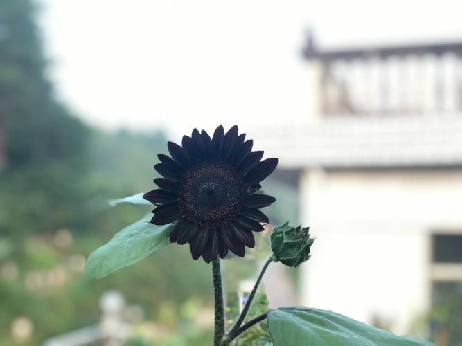 黑紫向日葵的养殖方法？黑花向日葵饲养？-第4张图片-优品飞百科