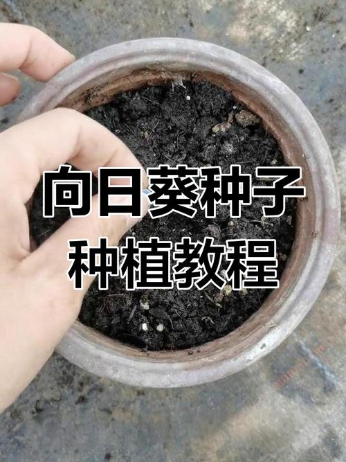 黑紫向日葵的养殖方法？黑花向日葵饲养？-第5张图片-优品飞百科