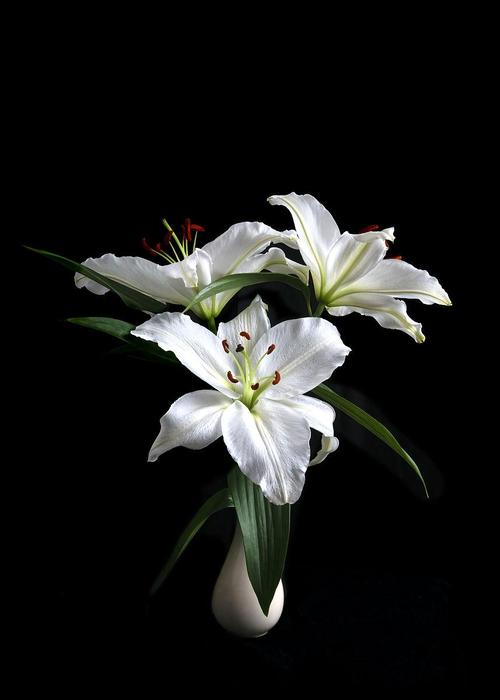 百合花放在卧室好吗,百合花放在卧室好吗风水好吗-第2张图片-优品飞百科 百合花放在卧室好吗,百合花放在卧室好吗风水好吗-第2张图片-优品飞百科