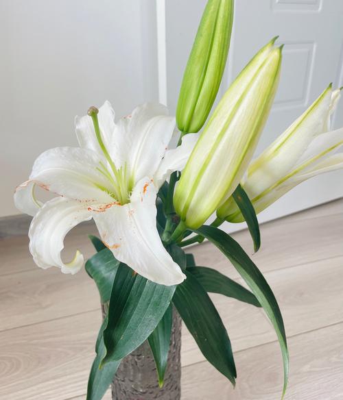 百合花放在卧室好吗,百合花放在卧室好吗风水好吗-第3张图片-优品飞百科 百合花放在卧室好吗,百合花放在卧室好吗风水好吗-第3张图片-优品飞百科