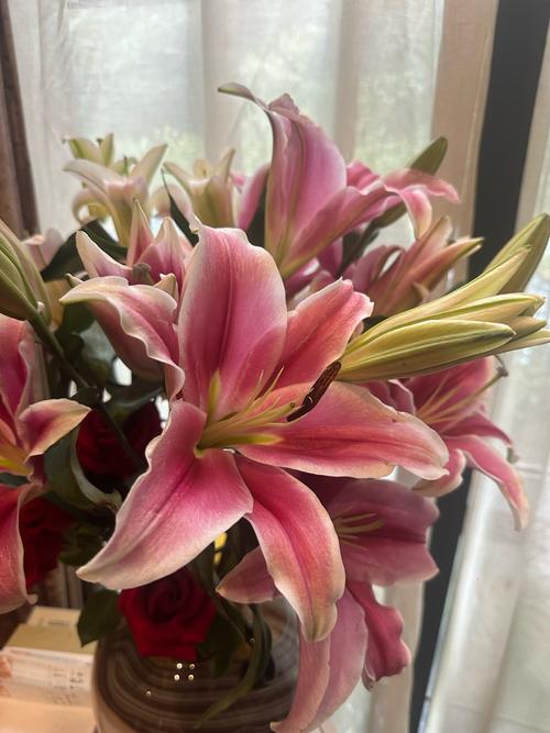 百合花放在卧室好吗,百合花放在卧室好吗风水好吗-第4张图片-优品飞百科 百合花放在卧室好吗,百合花放在卧室好吗风水好吗-第4张图片-优品飞百科