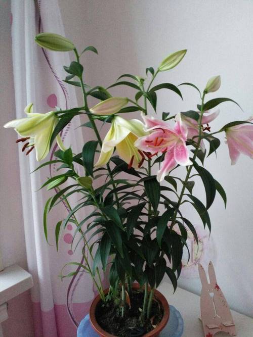 百合花放在卧室好吗,百合花放在卧室好吗风水好吗-第5张图片-优品飞百科 百合花放在卧室好吗,百合花放在卧室好吗风水好吗-第5张图片-优品飞百科