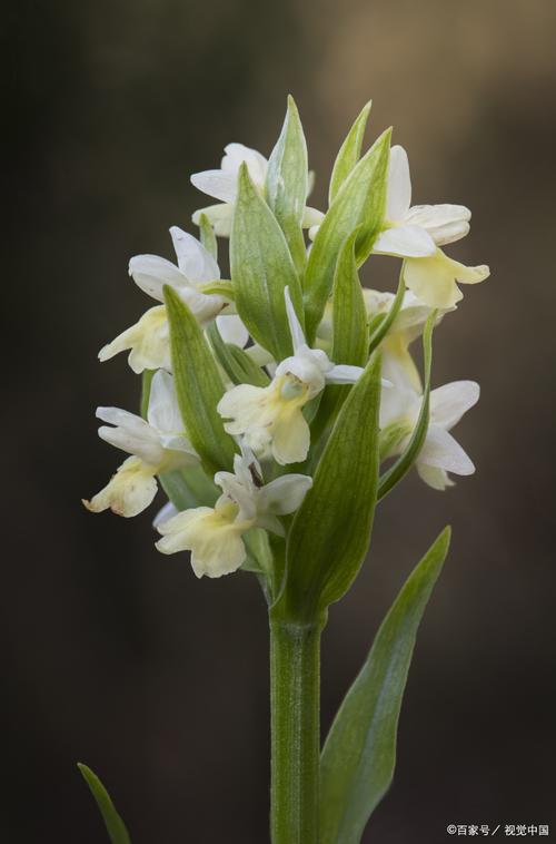 秋水仙有什么作用和价值？秋水仙是什么药材？-第1张图片-优品飞百科