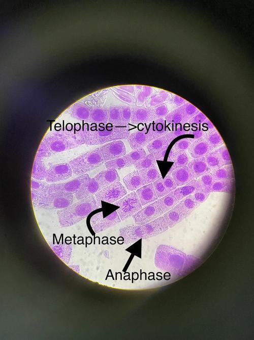 秋水仙有什么作用和价值？秋水仙是什么药材？-第4张图片-优品飞百科