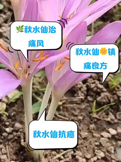 秋水仙有什么作用和价值？秋水仙是什么药材？-第6张图片-优品飞百科