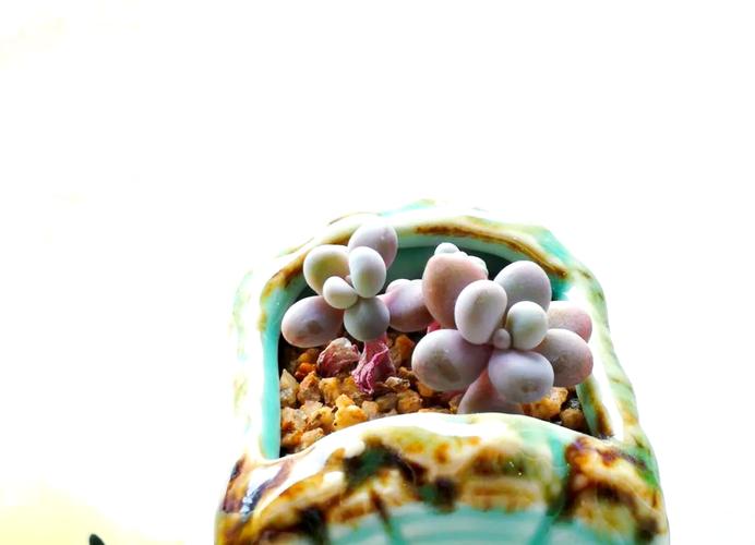 桃美人和桃蛋的区别,桃蛋跟桃美人差别?-第1张图片-优品飞百科 桃美人和桃蛋的区别,桃蛋跟桃美人差别?-第1张图片-优品飞百科