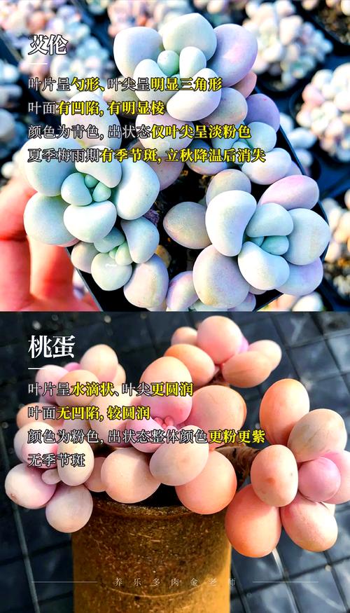 桃美人和桃蛋的区别,桃蛋跟桃美人差别?-第2张图片-优品飞百科 桃美人和桃蛋的区别,桃蛋跟桃美人差别?-第2张图片-优品飞百科