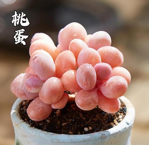 桃美人和桃蛋的区别,桃蛋跟桃美人差别?-第3张图片-优品飞百科 桃美人和桃蛋的区别,桃蛋跟桃美人差别?-第3张图片-优品飞百科