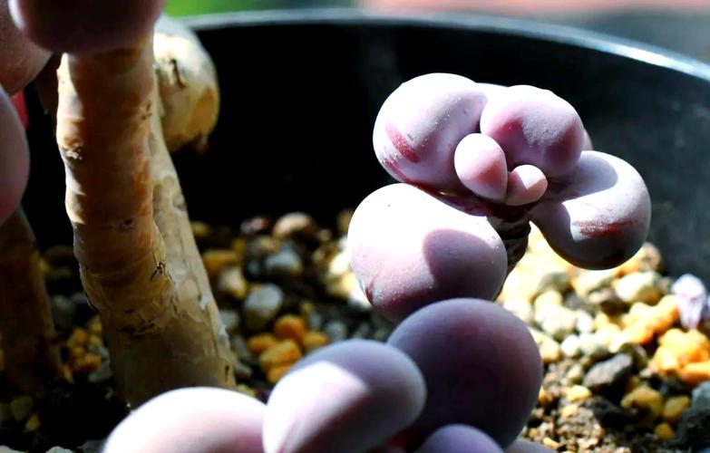 桃美人和桃蛋的区别,桃蛋跟桃美人差别?-第4张图片-优品飞百科 桃美人和桃蛋的区别,桃蛋跟桃美人差别?-第4张图片-优品飞百科