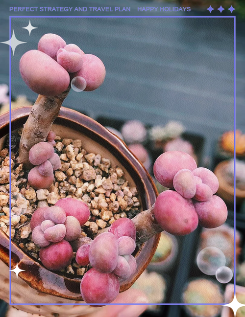 桃美人和桃蛋的区别,桃蛋跟桃美人差别?-第5张图片-优品飞百科 桃美人和桃蛋的区别,桃蛋跟桃美人差别?-第5张图片-优品飞百科