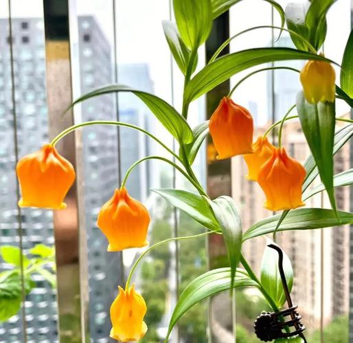 宫灯百合的作用，宫灯百合多少钱一支-第1张图片-优品飞百科