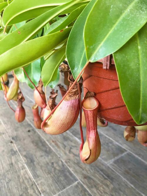 宫灯百合的作用，宫灯百合多少钱一支-第2张图片-优品飞百科