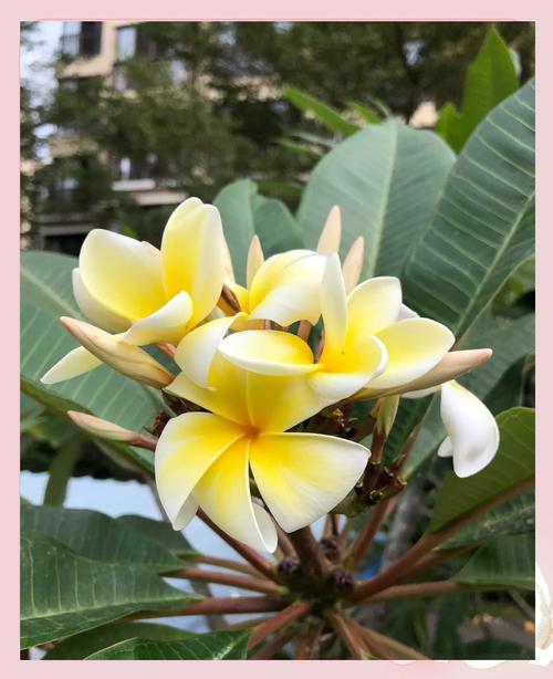 海口适合养什么花,市花和市树是什么,海口适合养什么植物?-第1张图片-优品飞百科 海口适合养什么花,市花和市树是什么,海口适合养什么植物?-第1张图片-优品飞百科