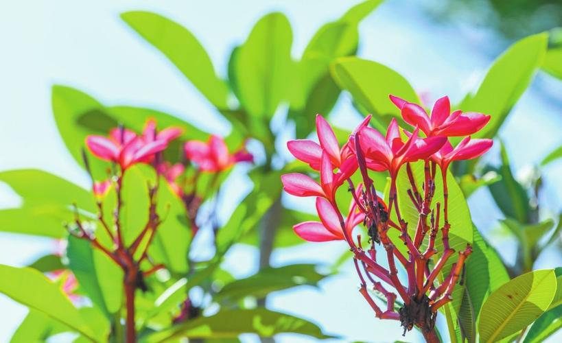 海口适合养什么花,市花和市树是什么,海口适合养什么植物?-第2张图片-优品飞百科 海口适合养什么花,市花和市树是什么,海口适合养什么植物?-第2张图片-优品飞百科