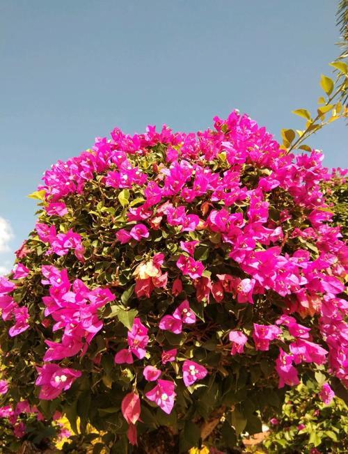 海口适合养什么花,市花和市树是什么,海口适合养什么植物?-第3张图片-优品飞百科 海口适合养什么花,市花和市树是什么,海口适合养什么植物?-第3张图片-优品飞百科