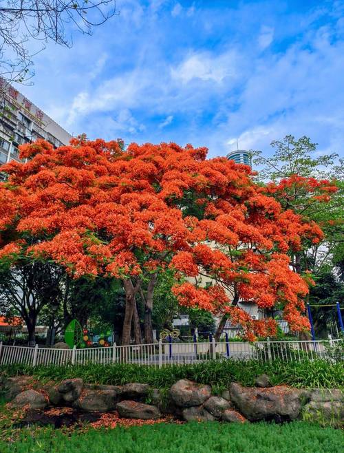 海口适合养什么花,市花和市树是什么,海口适合养什么植物?-第4张图片-优品飞百科 海口适合养什么花,市花和市树是什么,海口适合养什么植物?-第4张图片-优品飞百科