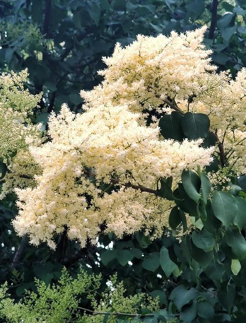 海口适合养什么花,市花和市树是什么,海口适合养什么植物?-第7张图片-优品飞百科 海口适合养什么花,市花和市树是什么,海口适合养什么植物?-第7张图片-优品飞百科