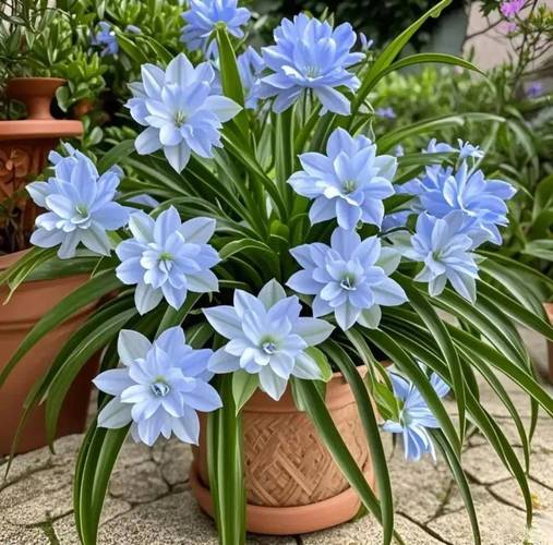 吊兰开花预示着什么，吊兰开花意味着什么-第1张图片-优品飞百科