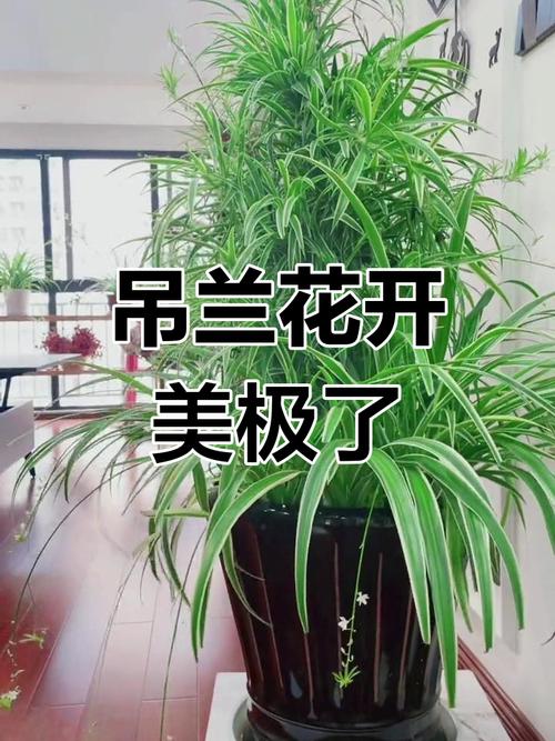 吊兰开花预示着什么，吊兰开花意味着什么-第2张图片-优品飞百科