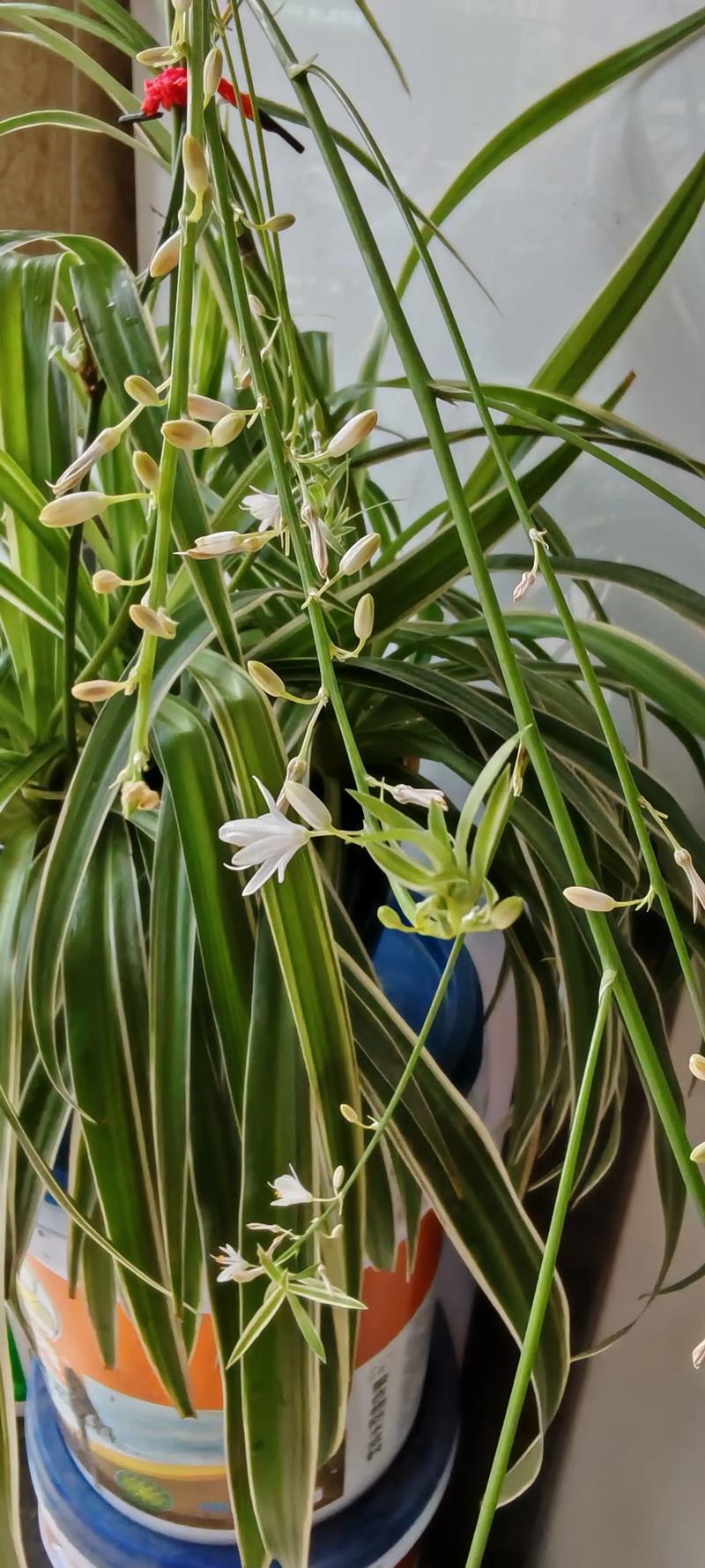 吊兰开花预示着什么，吊兰开花意味着什么-第3张图片-优品飞百科