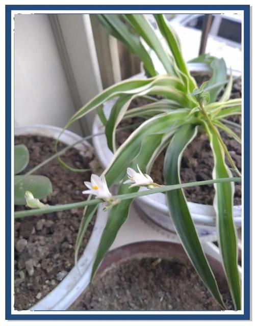 吊兰开花预示着什么，吊兰开花意味着什么-第4张图片-优品飞百科