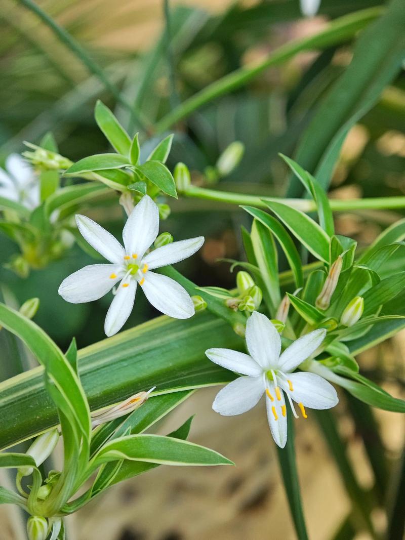 吊兰开花预示着什么，吊兰开花意味着什么-第5张图片-优品飞百科