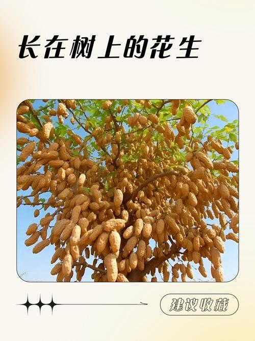 花生长在土里还是地上，种花生的简单方法，花生要种在哪种土壤里？-第1张图片-优品飞百科