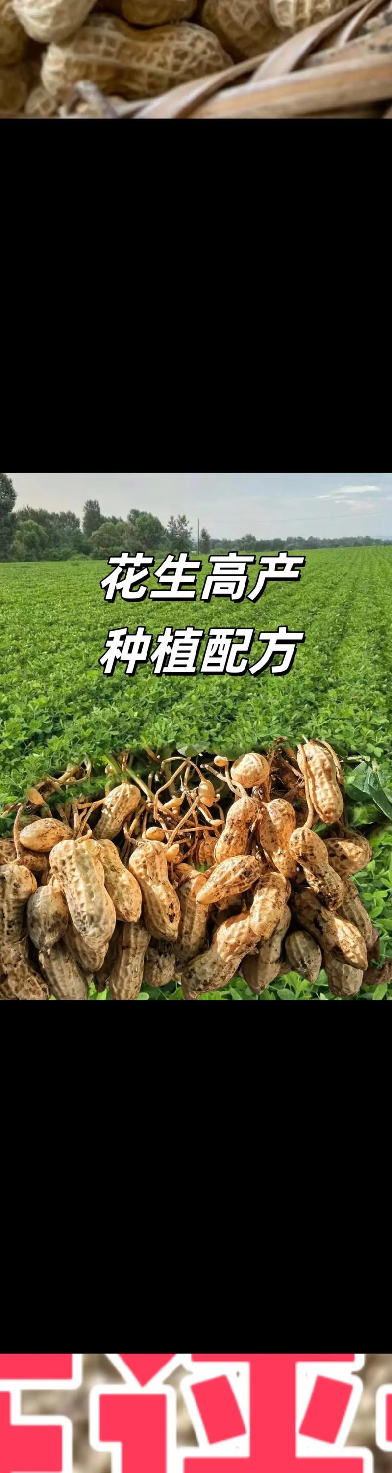 花生长在土里还是地上，种花生的简单方法，花生要种在哪种土壤里？-第2张图片-优品飞百科