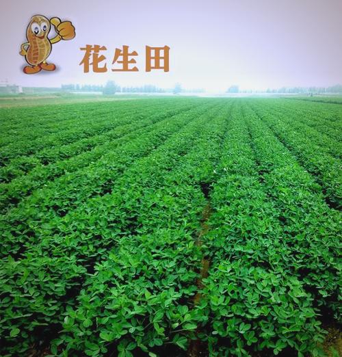 花生长在土里还是地上，种花生的简单方法，花生要种在哪种土壤里？-第3张图片-优品飞百科