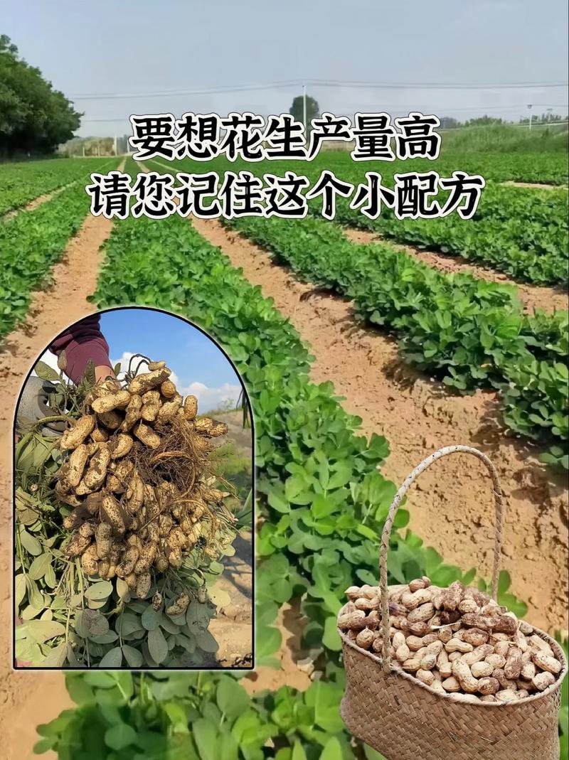 花生长在土里还是地上，种花生的简单方法，花生要种在哪种土壤里？-第4张图片-优品飞百科