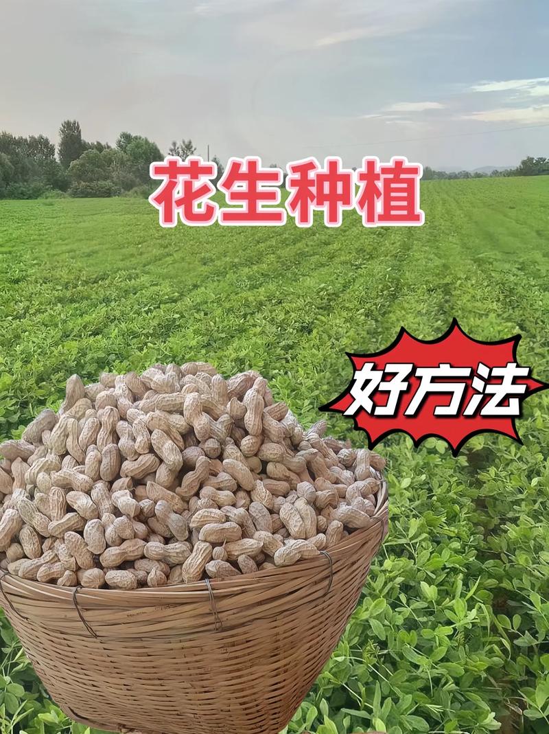 花生长在土里还是地上，种花生的简单方法，花生要种在哪种土壤里？-第5张图片-优品飞百科