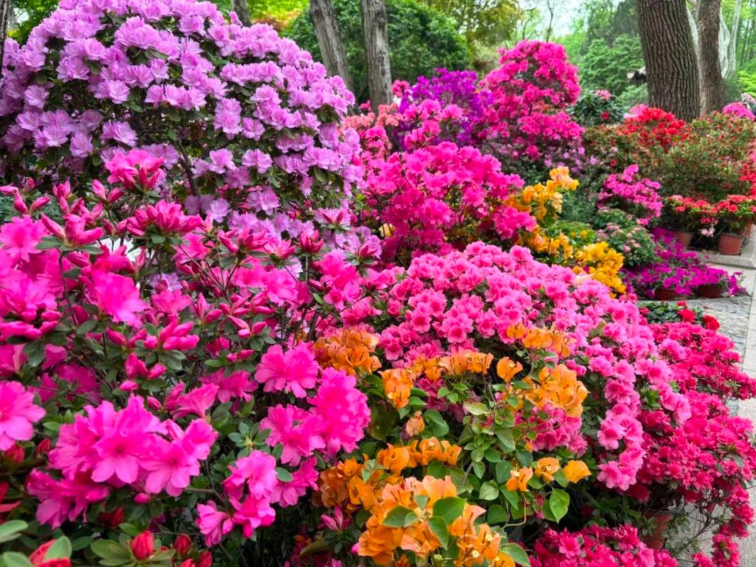 池州适合养什么花，市花和市树是什么？池州市的市花？-第1张图片-优品飞百科