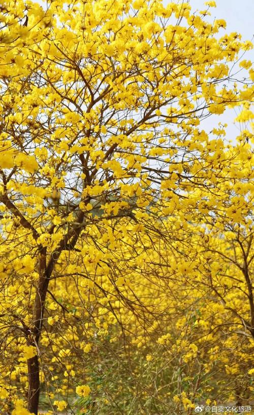 池州适合养什么花，市花和市树是什么？池州市的市花？-第2张图片-优品飞百科