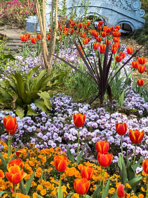 池州适合养什么花，市花和市树是什么？池州市的市花？-第4张图片-优品飞百科