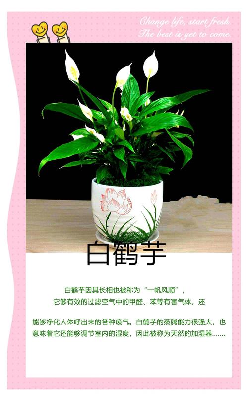 别再被骗了，吸甲醛最牛的，竟是它！，吸甲醛比较好的植物排名榜来了,第一名居然是它!!!-第3张图片-优品飞百科