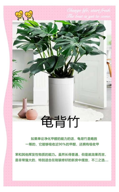 别再被骗了，吸甲醛最牛的，竟是它！，吸甲醛比较好的植物排名榜来了,第一名居然是它!!!-第5张图片-优品飞百科