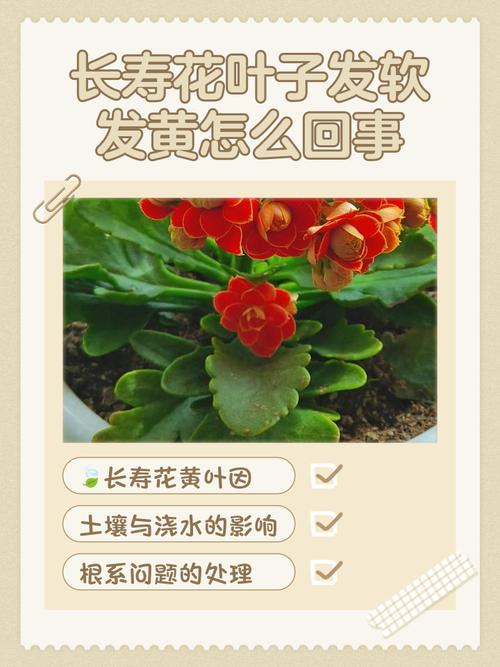 长寿花浇水时间，浇水过多叶片发黄怎么办，才买的长寿花浇水后叶子耷拉了？-第1张图片-优品飞百科