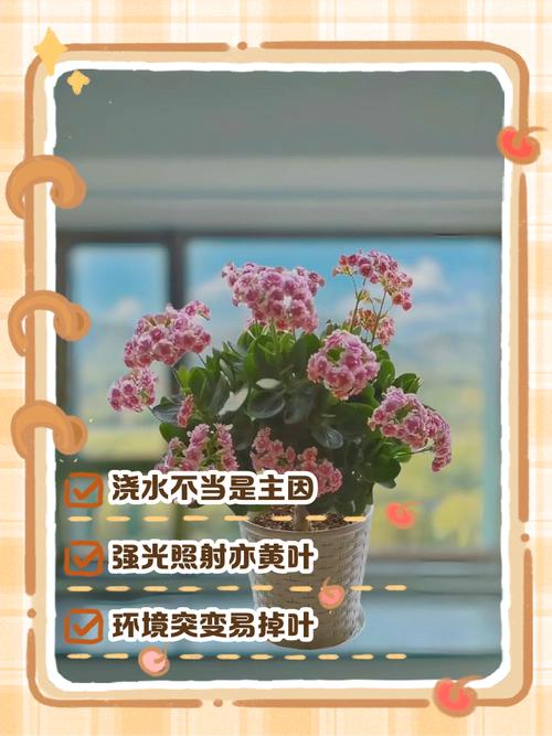 长寿花浇水时间，浇水过多叶片发黄怎么办，才买的长寿花浇水后叶子耷拉了？-第2张图片-优品飞百科