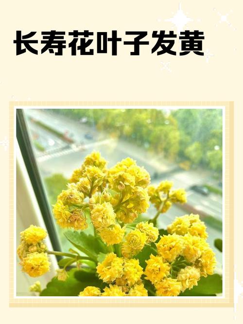 长寿花浇水时间，浇水过多叶片发黄怎么办，才买的长寿花浇水后叶子耷拉了？-第3张图片-优品飞百科