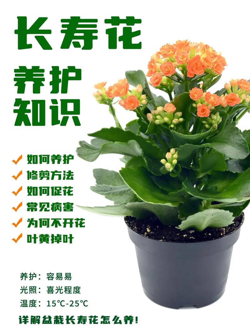 长寿花浇水时间，浇水过多叶片发黄怎么办，才买的长寿花浇水后叶子耷拉了？-第4张图片-优品飞百科