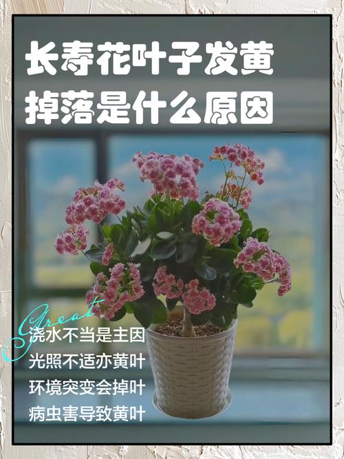 长寿花浇水时间，浇水过多叶片发黄怎么办，才买的长寿花浇水后叶子耷拉了？-第5张图片-优品飞百科