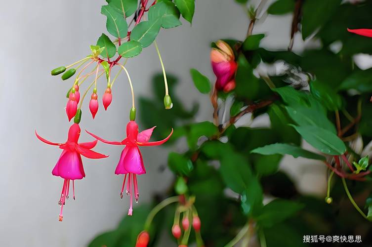 倒挂金钟的功效与作用，倒挂金钟的学名是什么？-第1张图片-优品飞百科