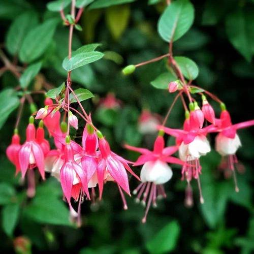 倒挂金钟的功效与作用，倒挂金钟的学名是什么？-第2张图片-优品飞百科