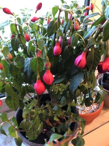 倒挂金钟的功效与作用，倒挂金钟的学名是什么？-第4张图片-优品飞百科