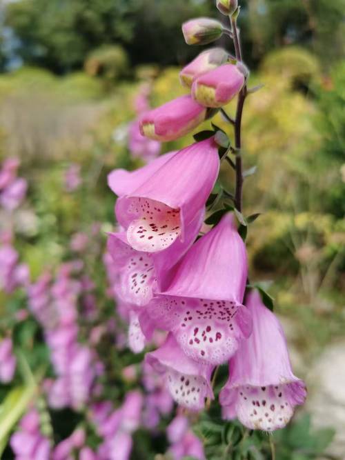 倒挂金钟的功效与作用，倒挂金钟的学名是什么？-第5张图片-优品飞百科