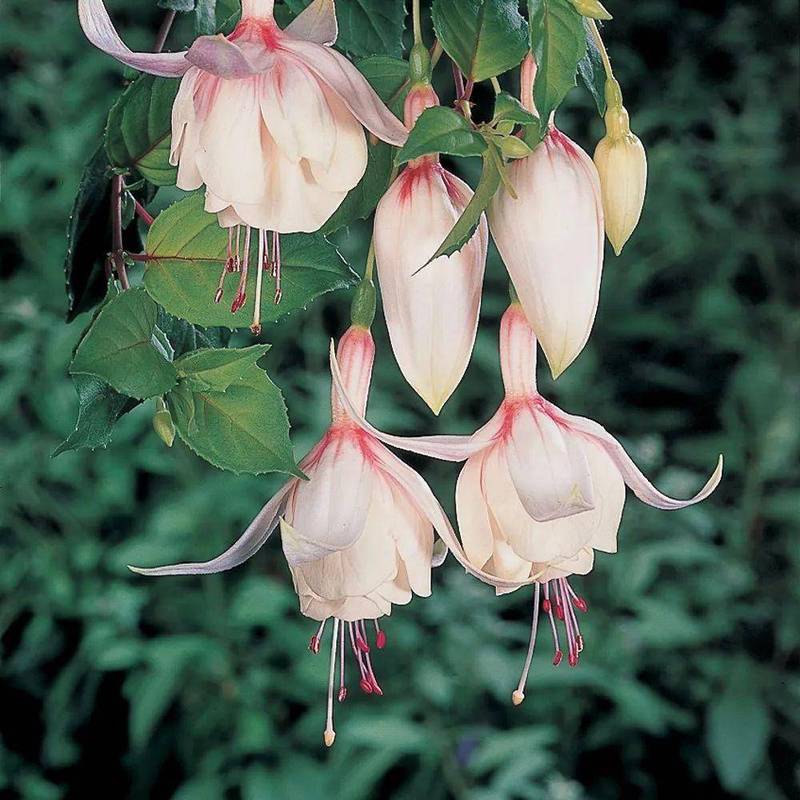 倒挂金钟的功效与作用，倒挂金钟的学名是什么？-第6张图片-优品飞百科