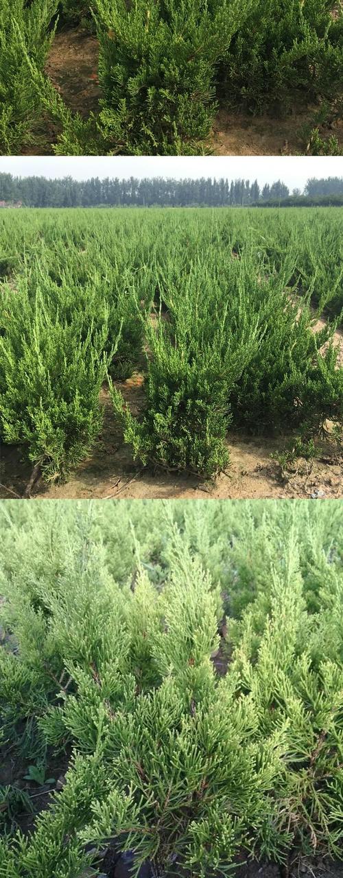 种植龙柏树的忌讳？龙柏树应种在什么地方？-第1张图片-优品飞百科