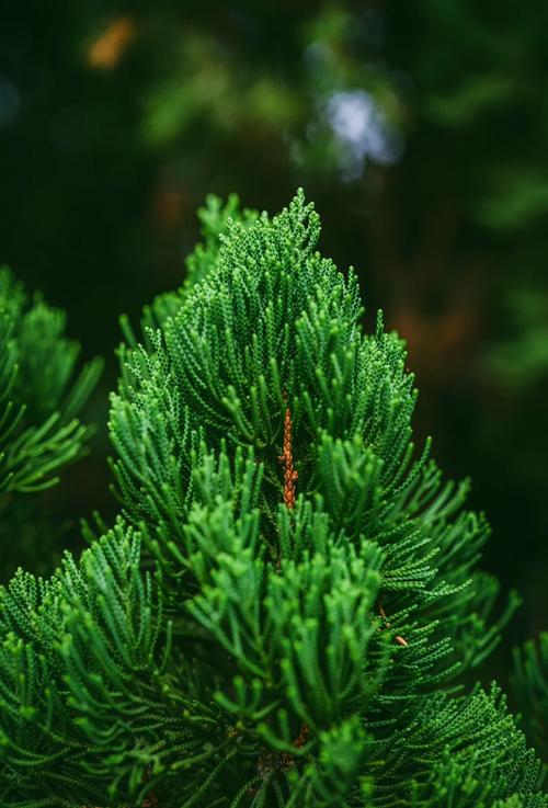 种植龙柏树的忌讳？龙柏树应种在什么地方？-第2张图片-优品飞百科