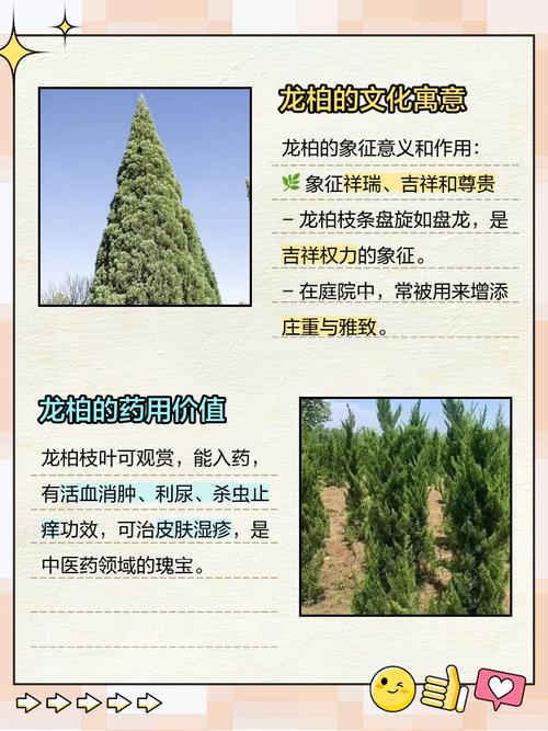 种植龙柏树的忌讳？龙柏树应种在什么地方？-第3张图片-优品飞百科