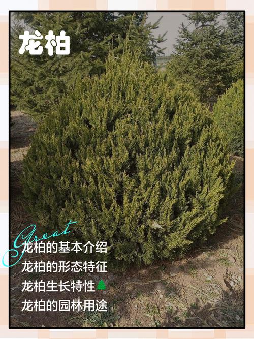 种植龙柏树的忌讳？龙柏树应种在什么地方？-第4张图片-优品飞百科